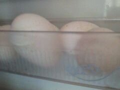 Яйцо инкубационное индейки