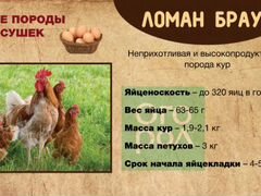 Цыплята Ломан-Браун (супернесушка, курочки)