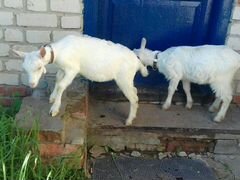 Козел и коза