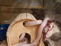 Змея королевская калифорнийская альбинос 1.5 года