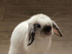 Кролик минилоп