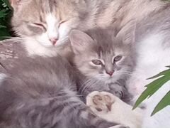 Котята: брат и сестра Серовы-Пушистики