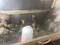 Цыплята билефельдер 1 месяц