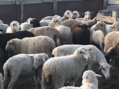 Продаются овцематки