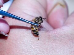 Пчелы для апитерапии, живые