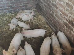 Продам свиней белых