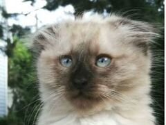 Вислоухий котик сиамского окраса