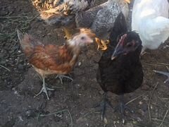 Продам цыплят кур-несушек