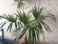 Трахикарпус пальма