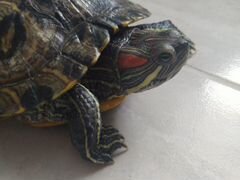 Черепаха Алиса 25 см
