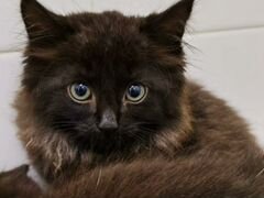 Котёнок Парнас Чёрный дым