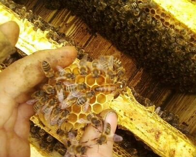 Пасека, пчелосемьи, пчелы