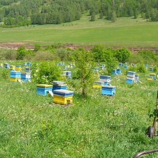 Матки пчело пакеты пчело семьи