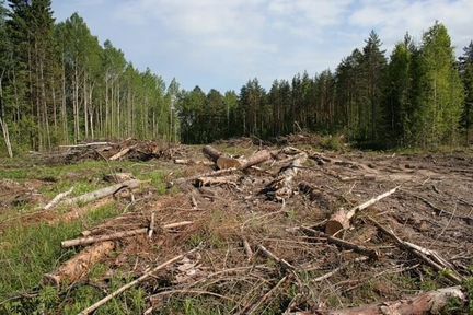 Услуги по вырубке леса дкр лэп