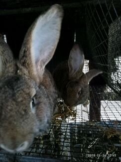 Кролики полувеликаны