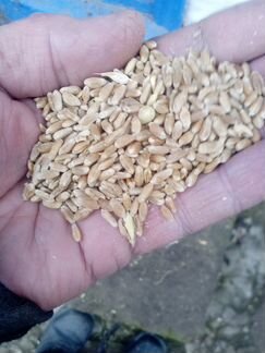 Пшеница.3-й класс.150 тонн