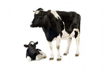 Продам корову и теленка
