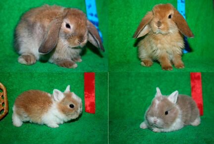 Кролики - крольчата