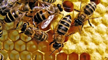 Продаем 10 пчелиных семей