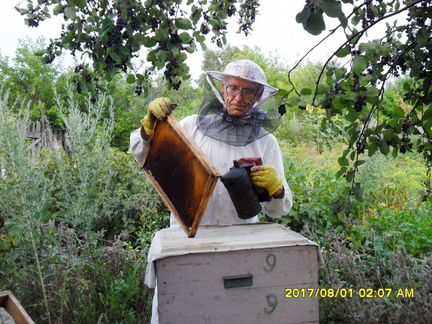 Улья, пчелосемьи