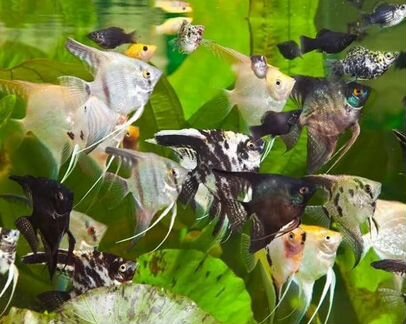 Рыбки Скалярия Ассорти