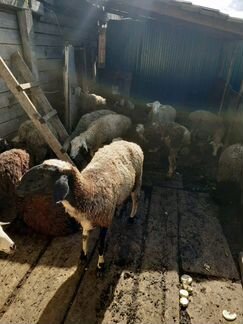 Продам баранов овец