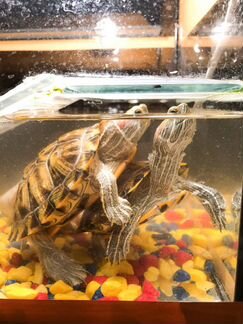 Водяные черепахи красноухие