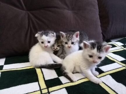 Котик и 3 кошечки ищут дом