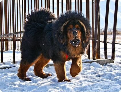 Продам собаку Тибетский Мастиф возраст 3 года