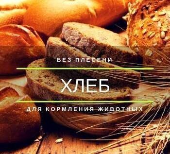 Хлеб на корм животным