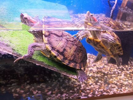 Аквариум с красноухими черепахами