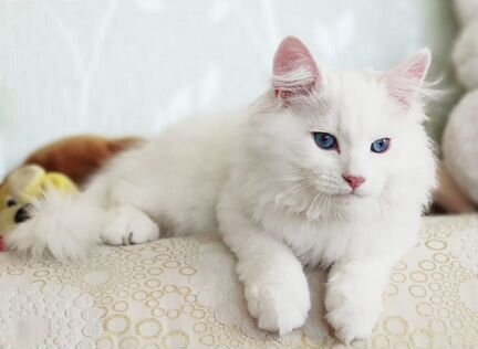 Белоснежный кот