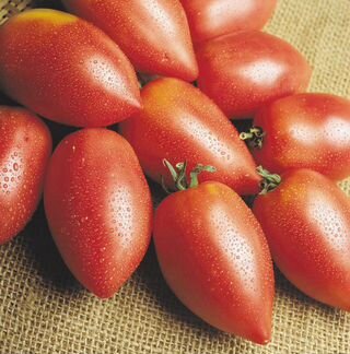Тепличный бизнес на томатах