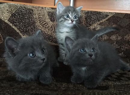 Котята 3 девочки и 1 мальчик