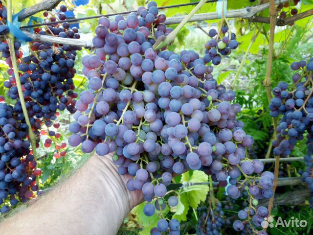 Черенки винограда зимостойких сортов