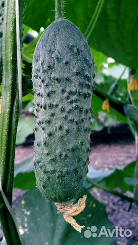 Семена Огурца 
