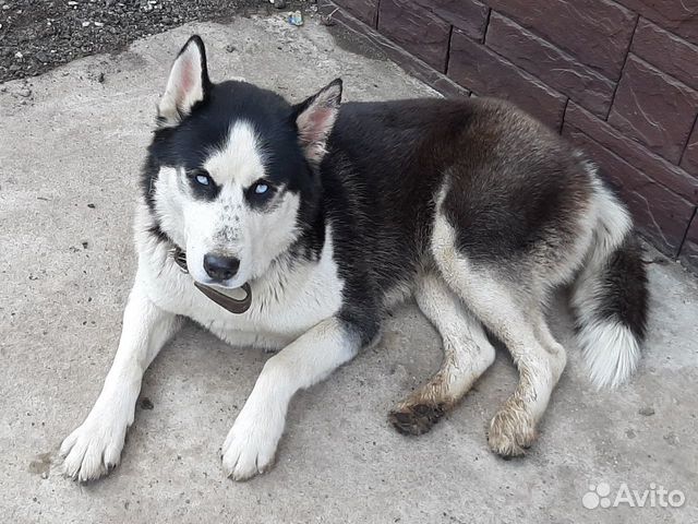 Аляскинский маламут для вязки, мальчик 2 года