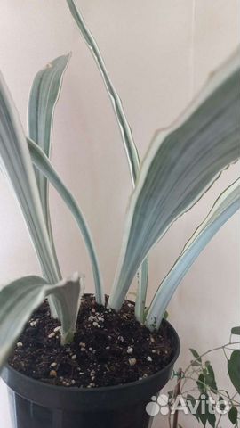 Комнатные цветы