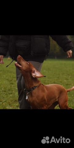 Кинолог, дрессировка собак