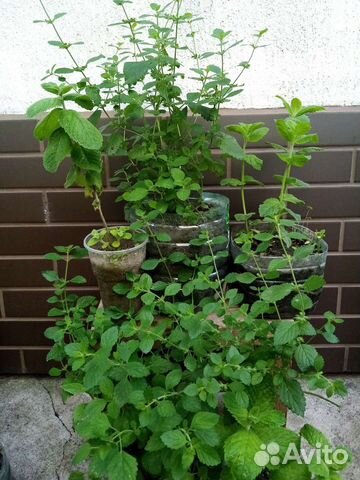 Мята мелисса саженцы и на срезку