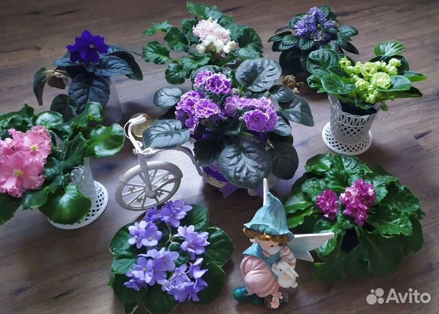 Цветущие фиалки