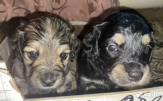 щенки черемхово. щенки черемхово. щенки которые всегда маленькие в черемхово. щенки черемхово. щенки черемхово.