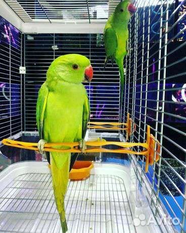 Ожереловые попугаи(малыши)