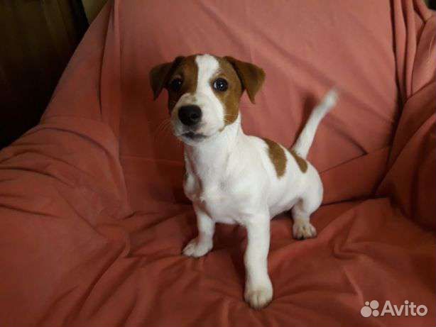 Джек рассел щенок 1. Джек рассел щенок 1 месяц. Джек-рассел-терьер 6 месяцев. 5 месяца. Джек рассел терьер 5 месяцев.