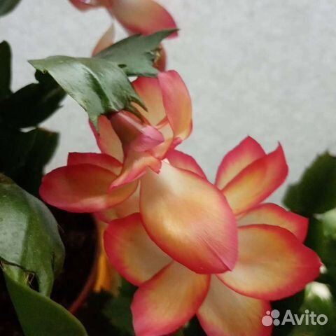 Декабрист шлюмбергера