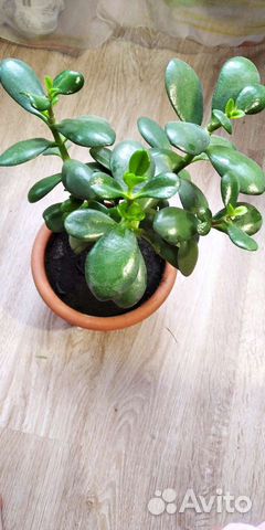 Крассула толстянка, кактус опунция субулата