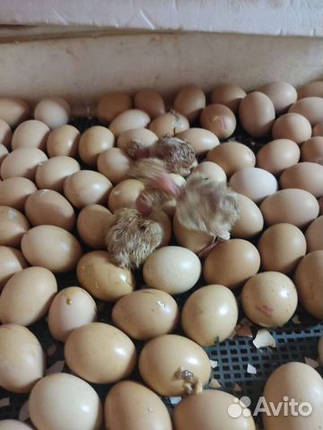 Инкубационное яйцо опт и розница