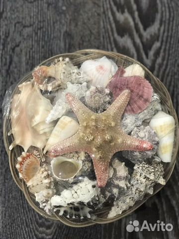 Новый набор морских ракушек