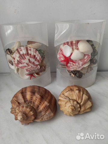Ракушки для интерьера и поделок