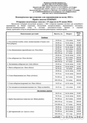 Саженцы Тополя пирамидального (окс), на доращивани